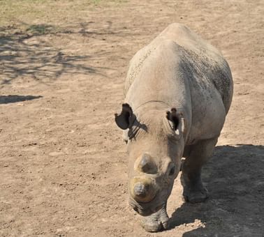 A rhinoceros captured near Sweetwaters Serena Camp