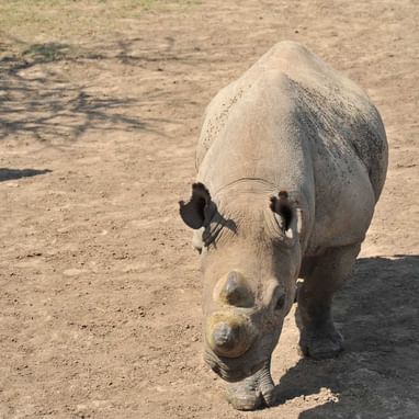 A rhinoceros captured near Sweetwaters Serena Camp