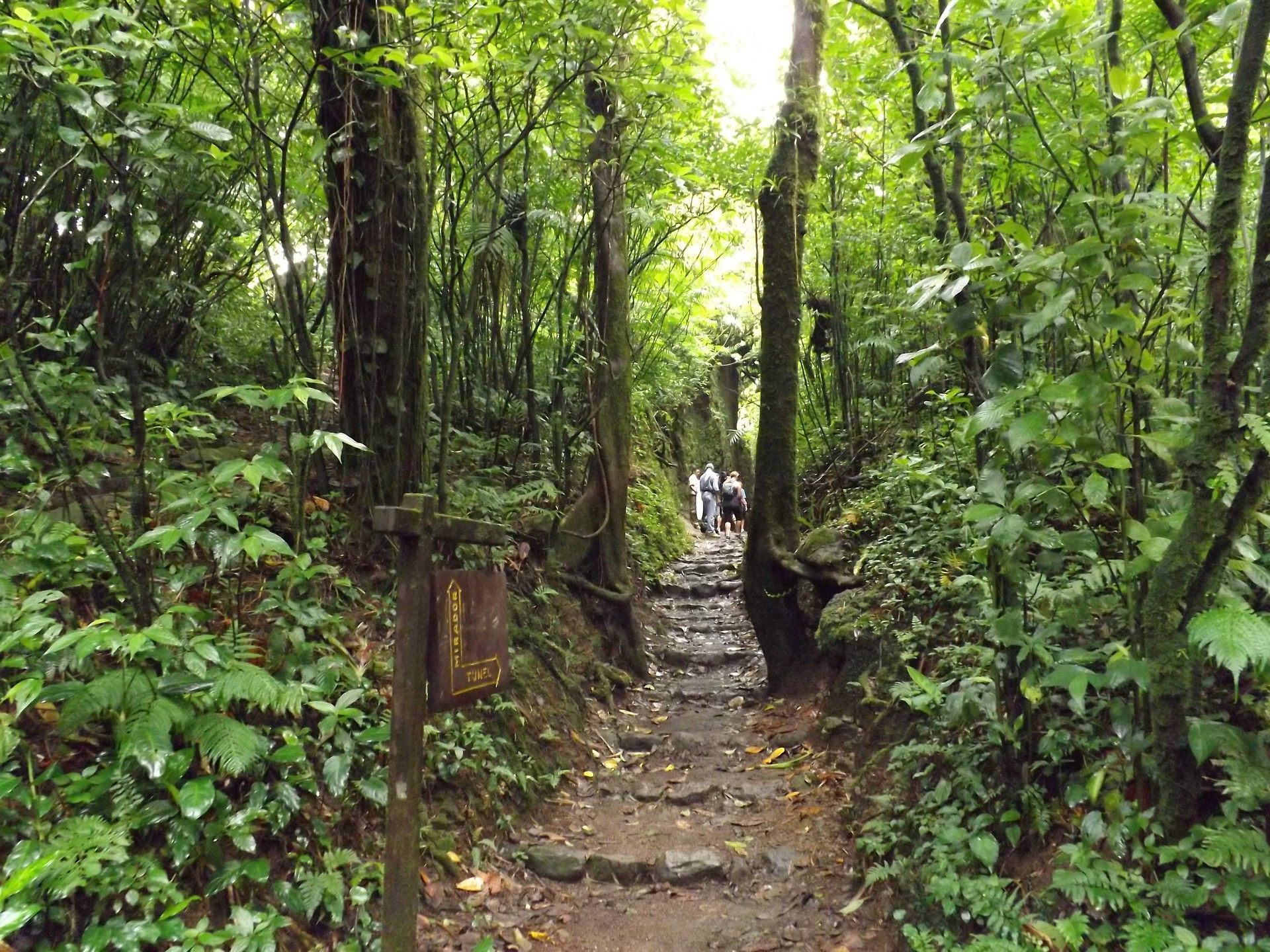 Couple looking up under a leafy canopy by a forest trail near Morgan's Rock Reserve & Ecolodge