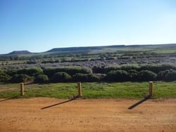 Distant view of Chapman Valley Lavender Farm at Nesuto Hotels