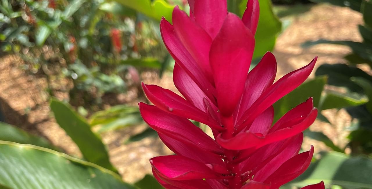 Red Ginger