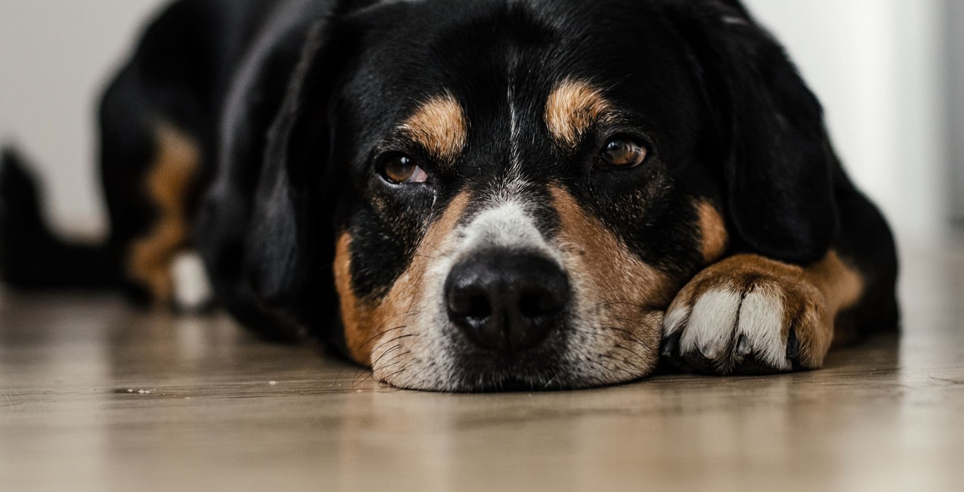 Dog sleeping on floor, Pet Friendly Hotel Chilliwack