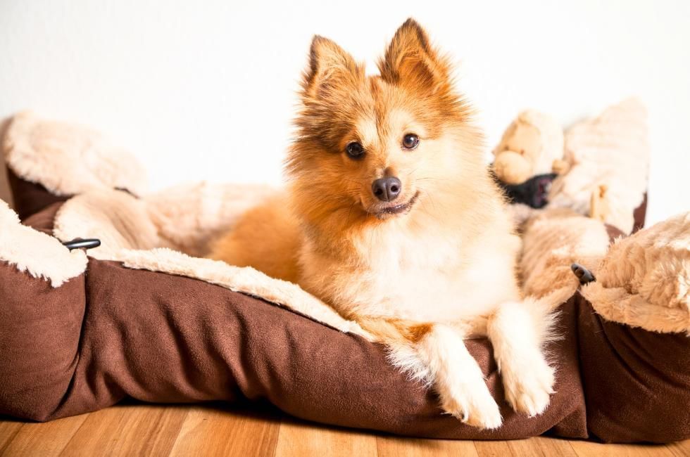 Dog Friendly Pub In Buckingham featuring a small dog lying in a dog basket in the hotel room