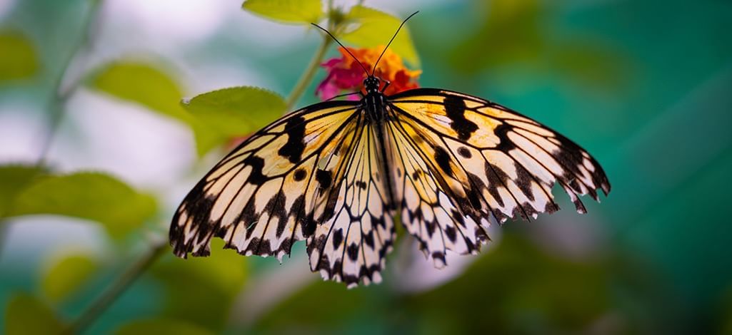 butterfly on a plant