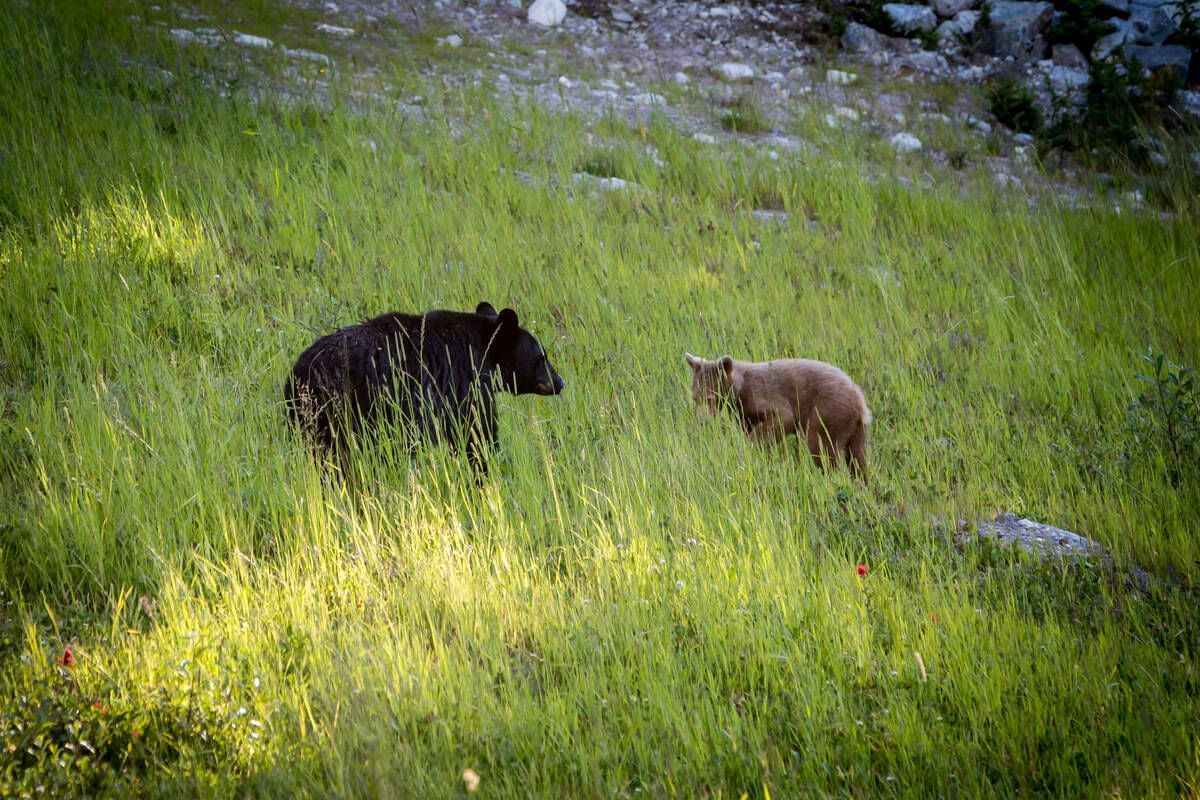 A bear & wolf looking at each other on a lush green area near Blackcomb Springs Suites