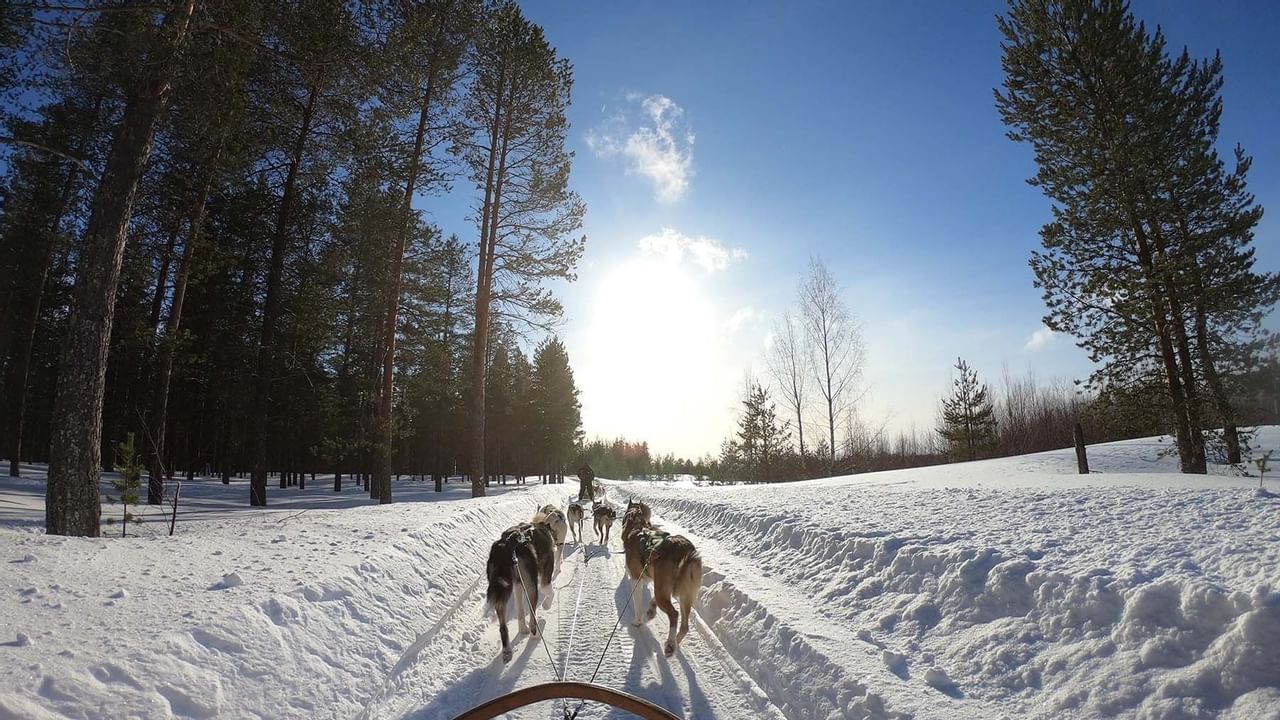 dogsledding