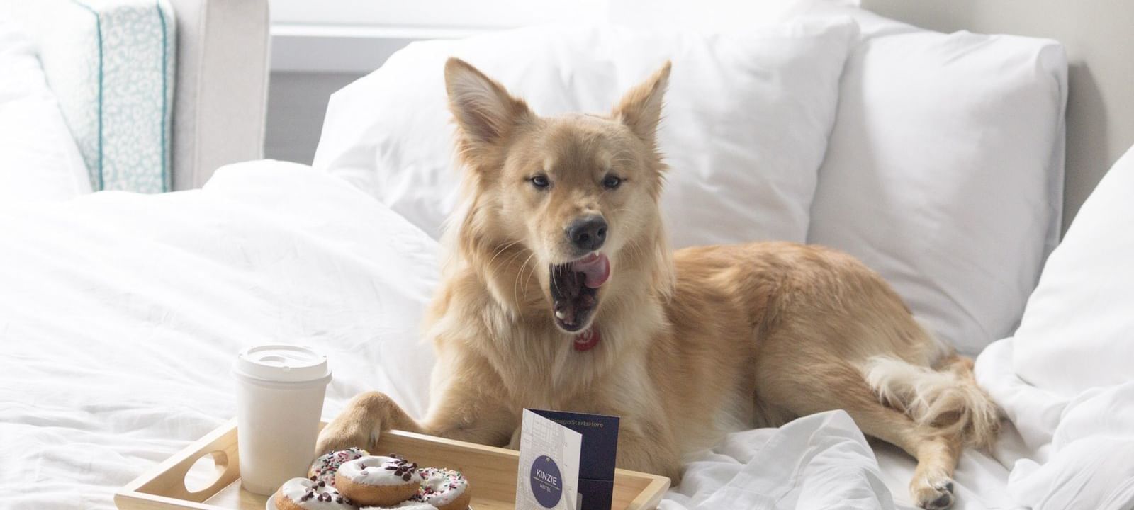 Dog with treats in bed at the Kinzie
