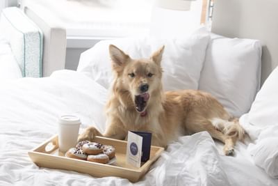 A dog yawning on a bed by a donut & coffee tray at Kinzie Hotel