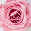Primer plano de una flor rosa sobre un fondo blanco en Los Cabos