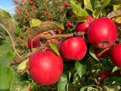 Close-up of red apple trees in Delhaven Orchards near Retro Suites Hotel