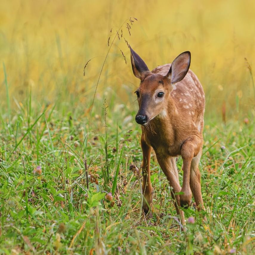 April Weather in Pigeon Forge