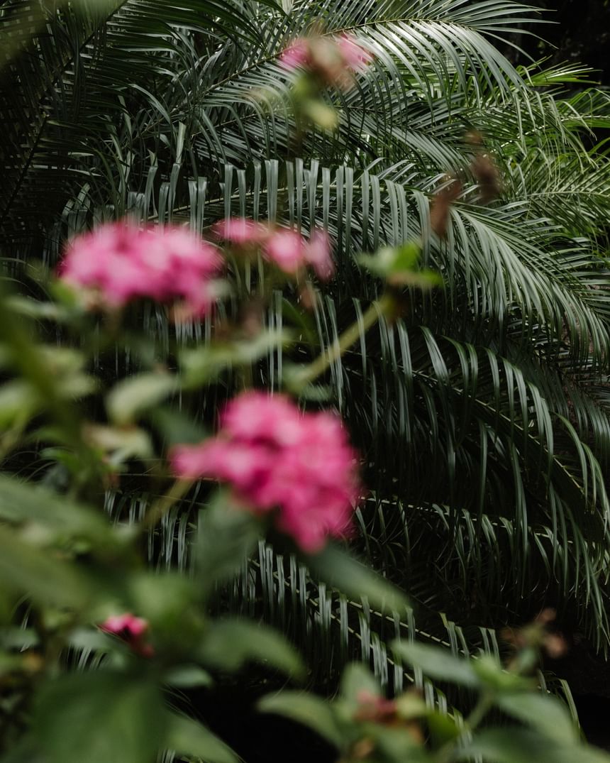 Pink flowers among lush palms at Morgan’s Rock, one of the best places to stay in San Juan del Sur, Nicaragua