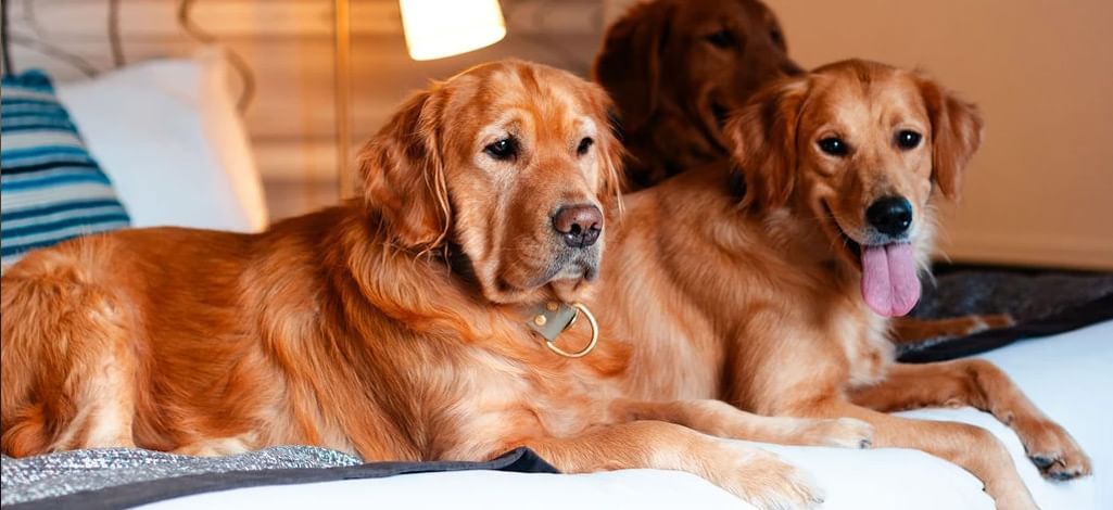 Three golden retrievers lay on a bed in a pet-friendly hotel in Canmore.