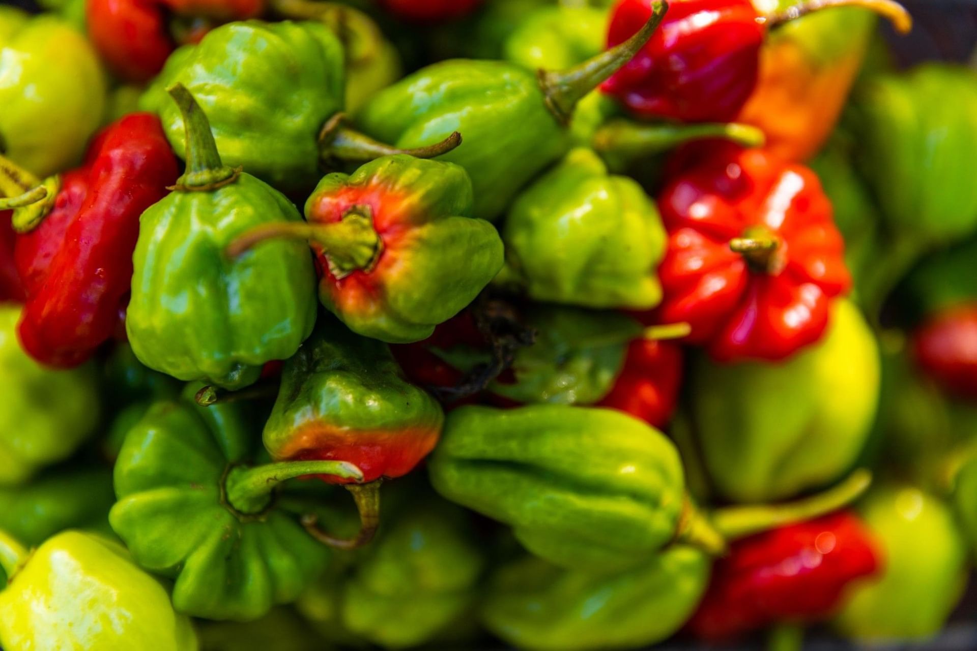 A close-up, high-focus view of a colorful pile of bright green and red Scotch bonnet peppers at Royal Isabela