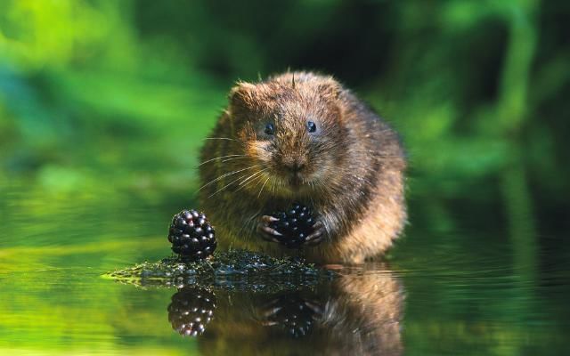 water vole munching on wild blackberries on the river bank
