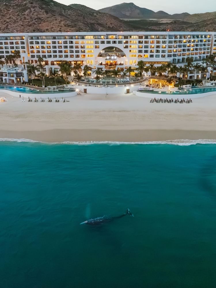 Marquis Los Cabos Resort glows against the mountains with a whale swimming near the shore