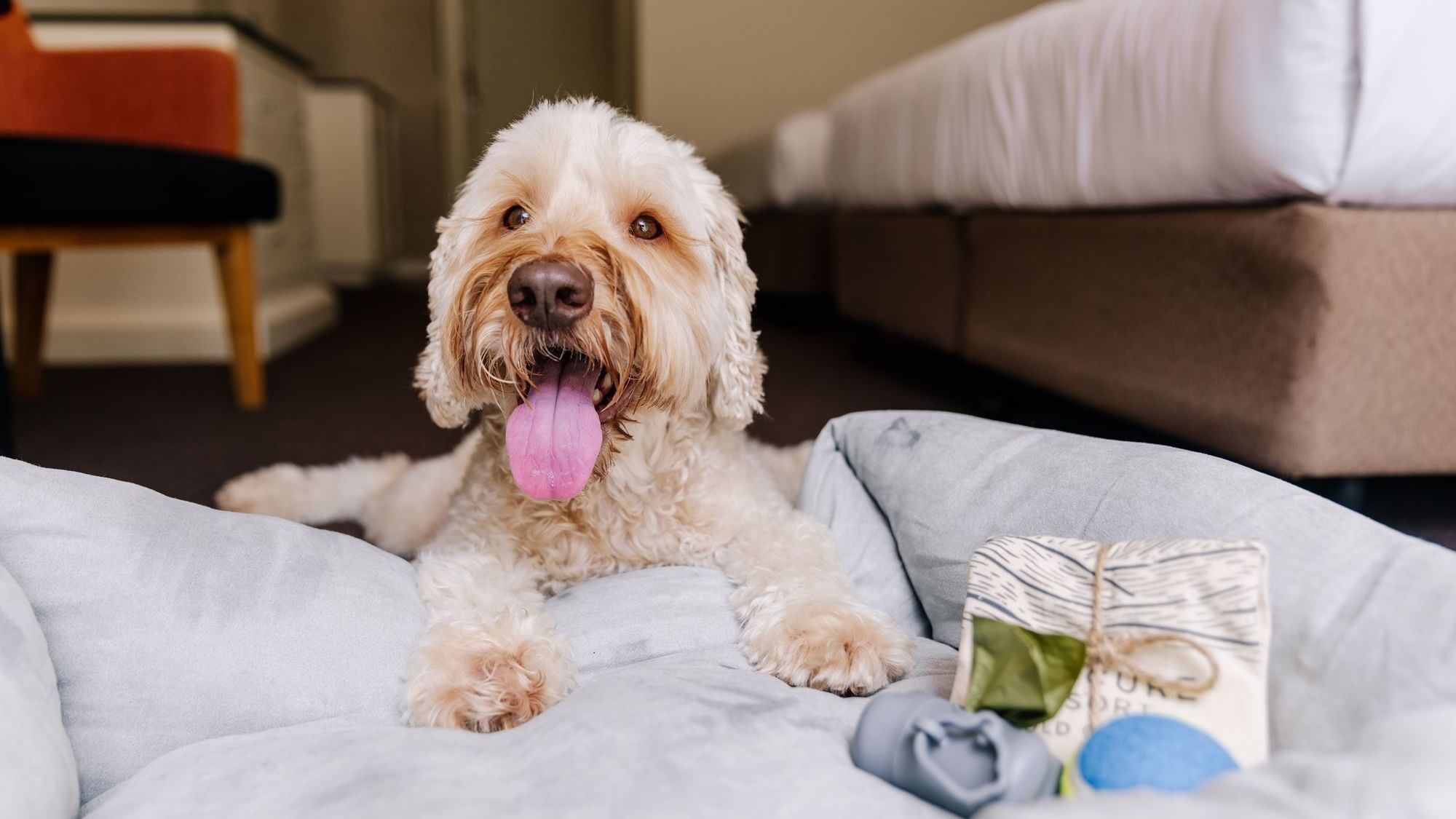 Pet Friendly Accommodation Gold Coast