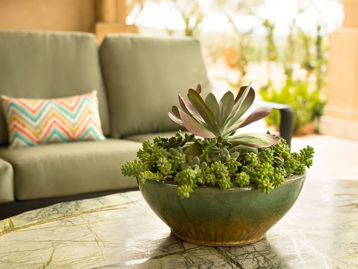 Seating area and table with succulent plant