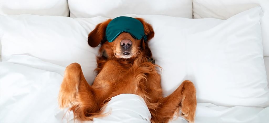 Dog lying on a bed wearing a sleep mask.