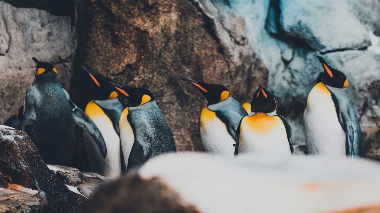 A group of Emperor Penguins at Calgary Downtown Hotel