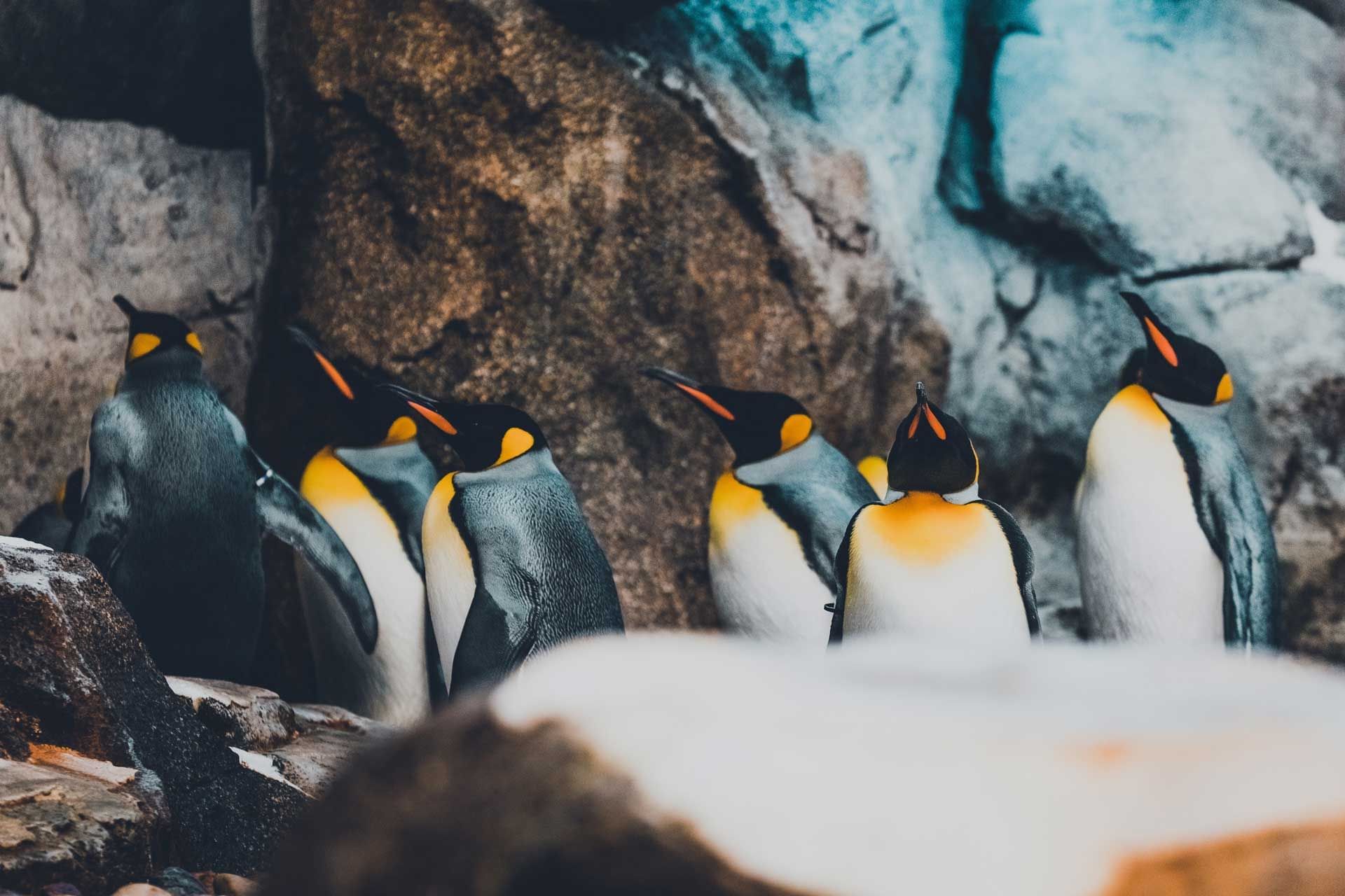 Calgary Zoo | Coast Calgary Downtown Hotel & Suites by APA