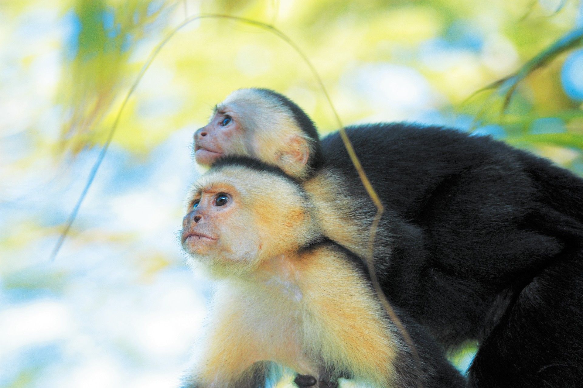 Two capuchin monkeys perched on a branch, bathed in sunlight through lush trees at Morgan’s Rock Reserve & Ecolodge