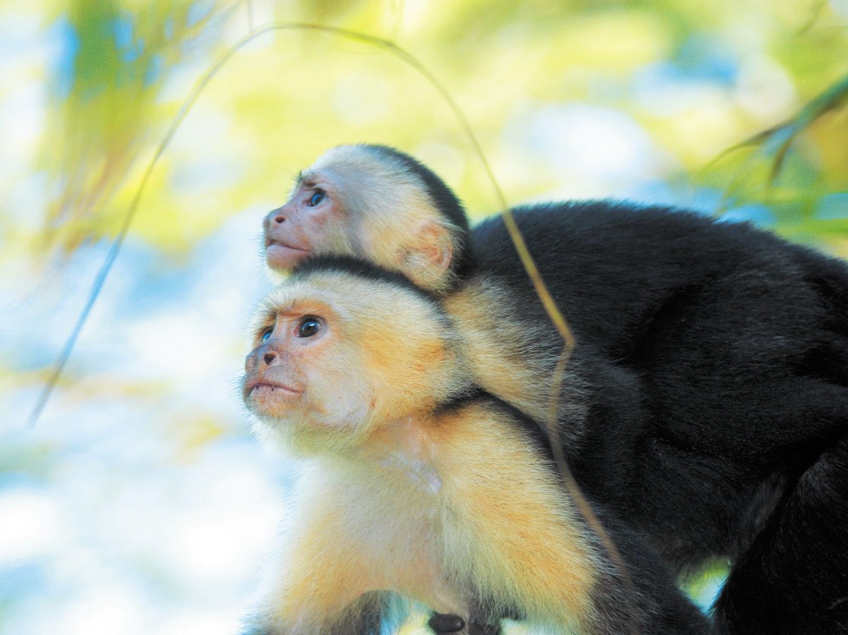 Mother monkey with a baby on her back under a canopy of leaves, Nicaragua experience near Morgan's Rock Reserve & Ecolodge