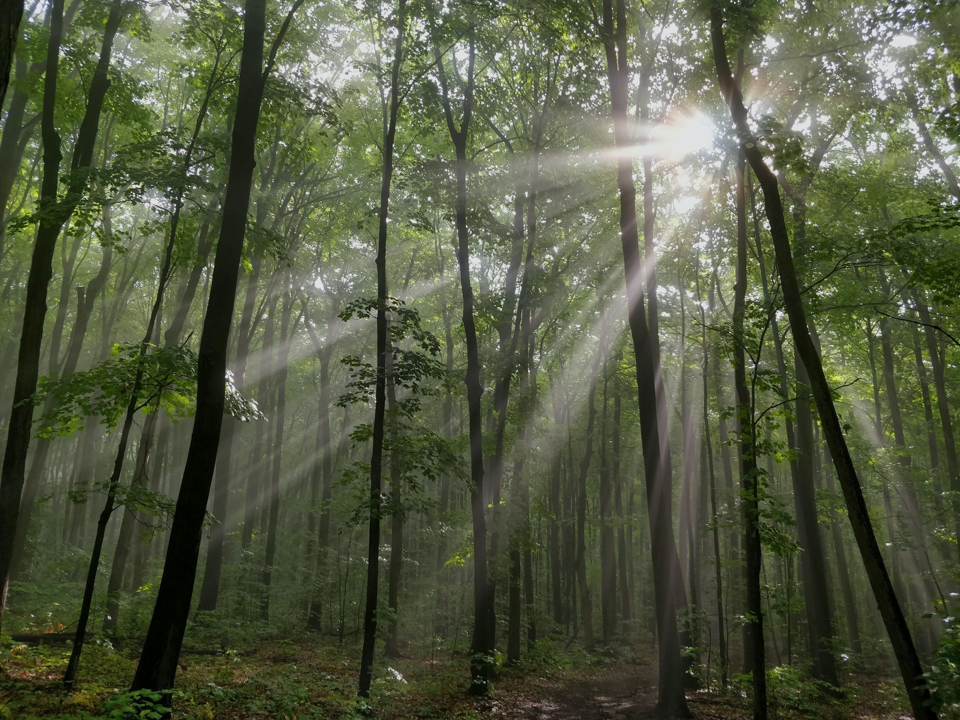 LUMIÈRE NATURELLE - Nature & Confort : Nature & Confort