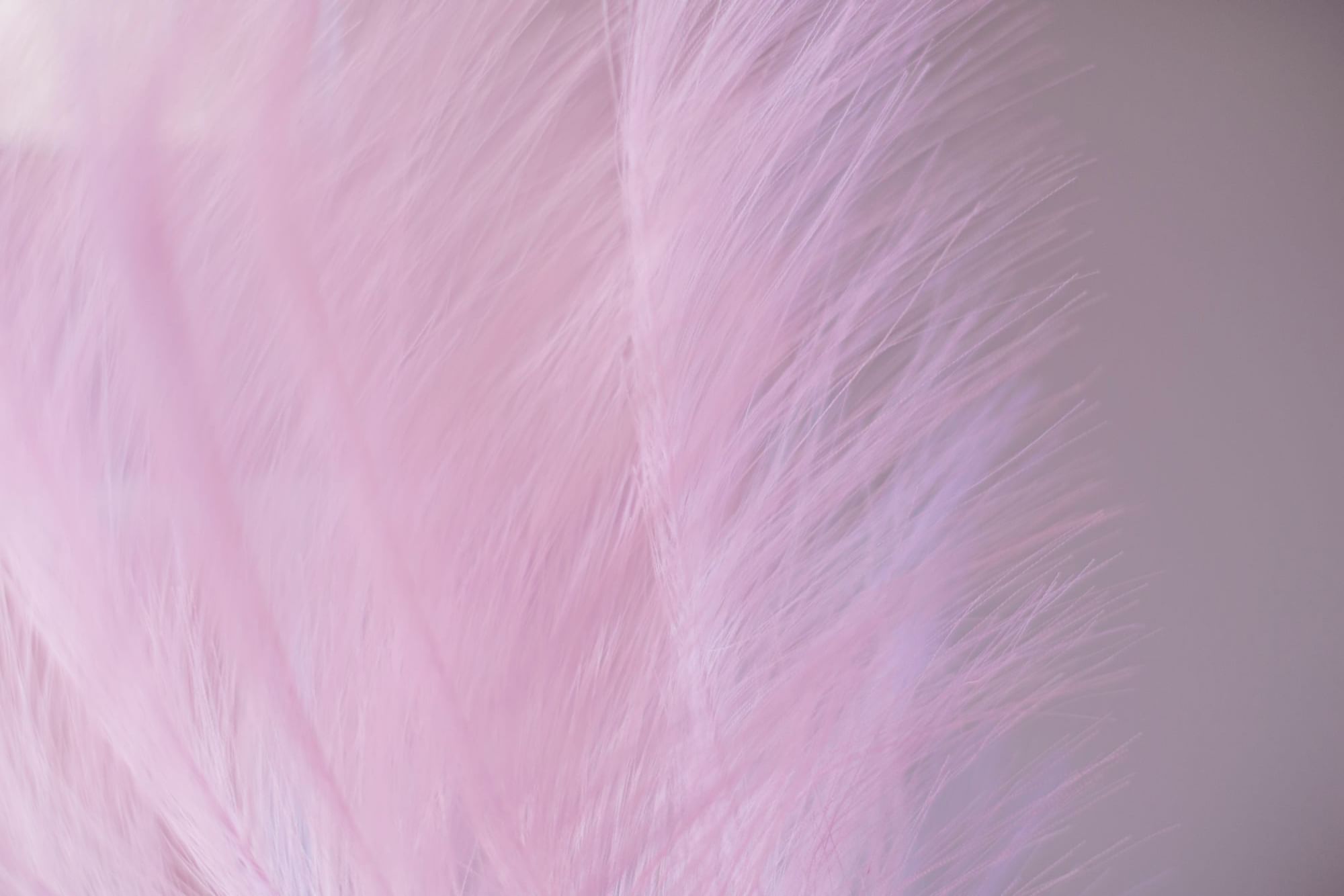 Close-up of soft, delicate light pink feathers at The Londoner