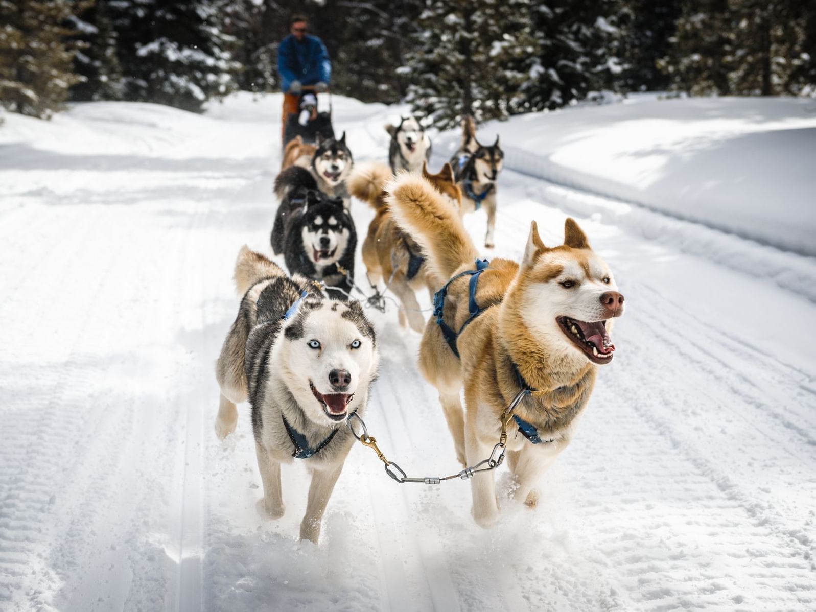 A man on a dog sleigh near Topnotch Stowe Resort
