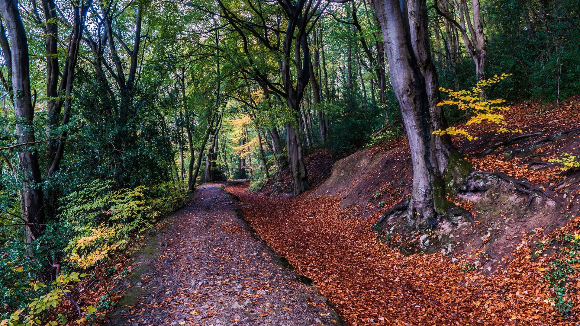 Foot pathways at Loggerheads park near Village Hotels Chester