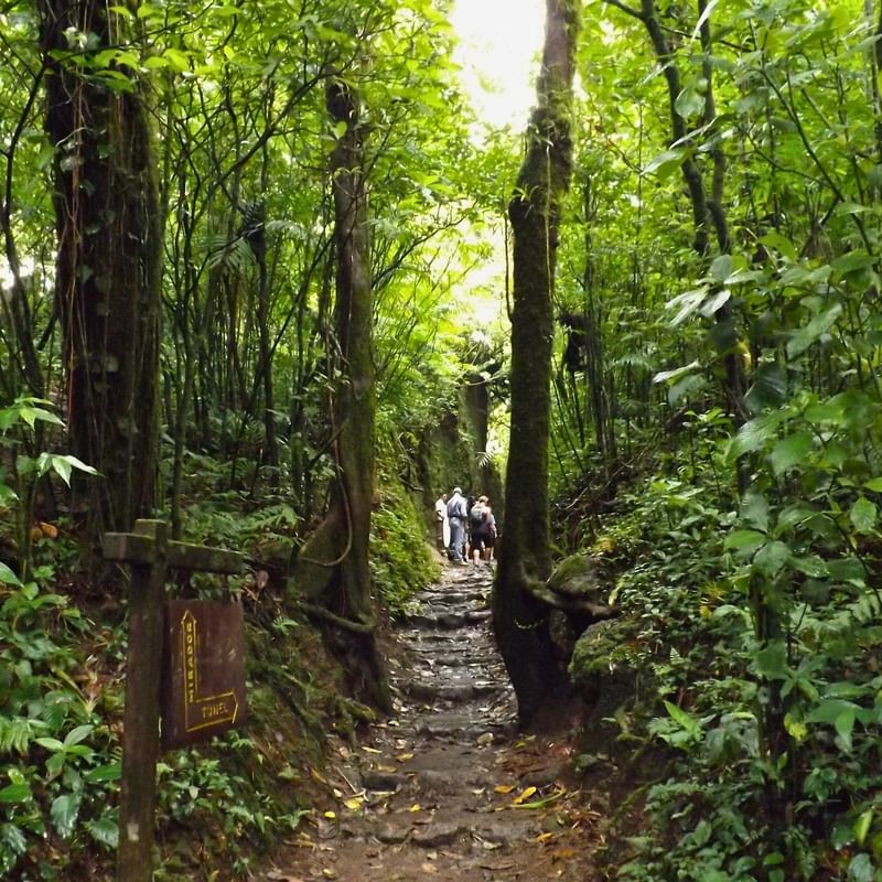 Guests on a guided hike through the forest reserve