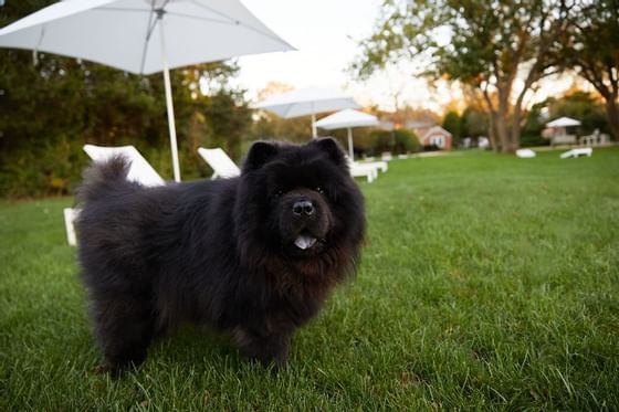 Dog-Friendly Amenities, The Roundtree, Amagansett, Hotel in Hamp