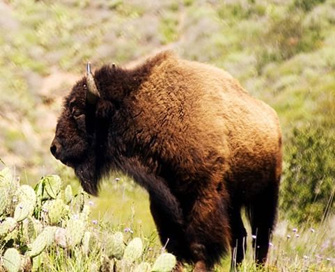 Portrait of a Buffalo in Catalina Islands near Hotel Atwater