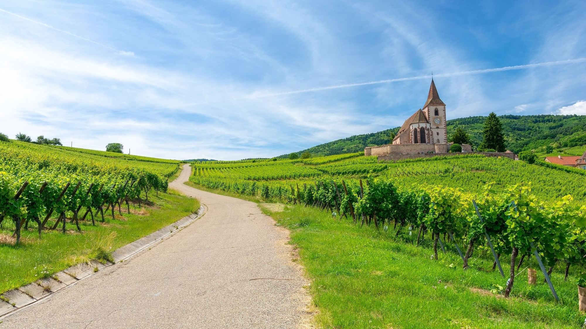 A road between a beautiful vineyard near Originals Hotels