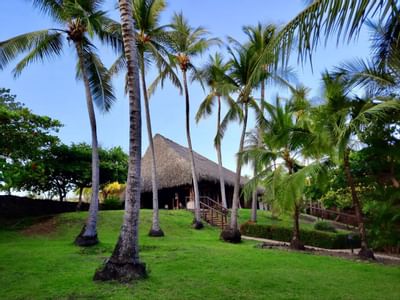 Coconut trees by the cabana at Punta Islita Hotel