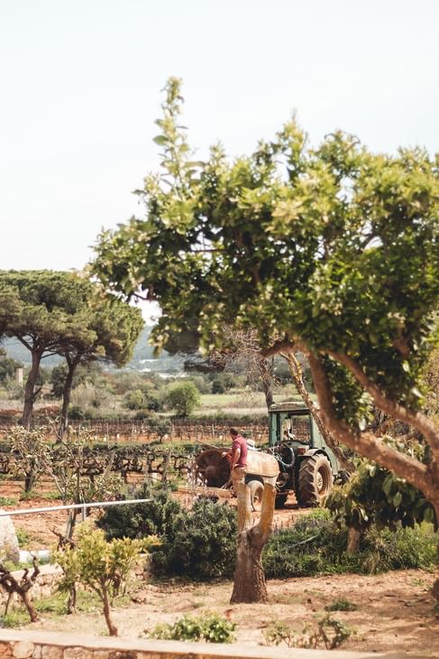 Homme sur tracteur tirant charrette au milieu d'un champ à Ibiza Gran Hotel
