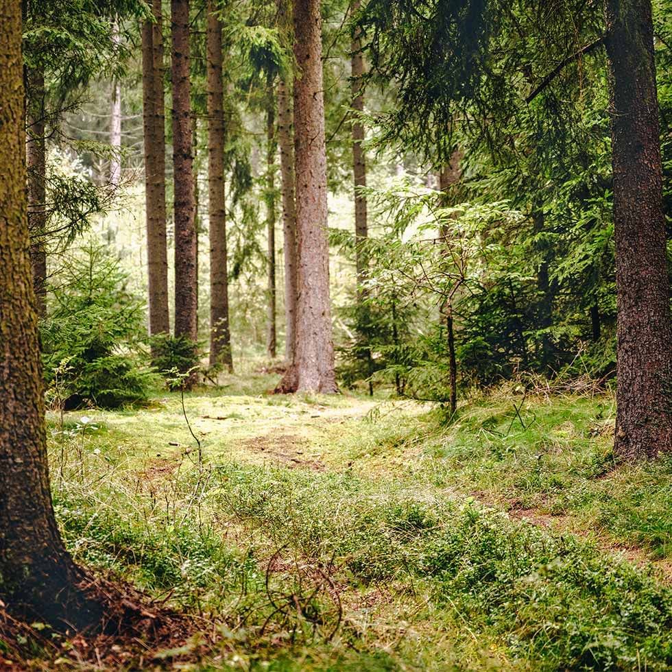 Forest path in the Moorawald forest near Falkensteiner Hotels