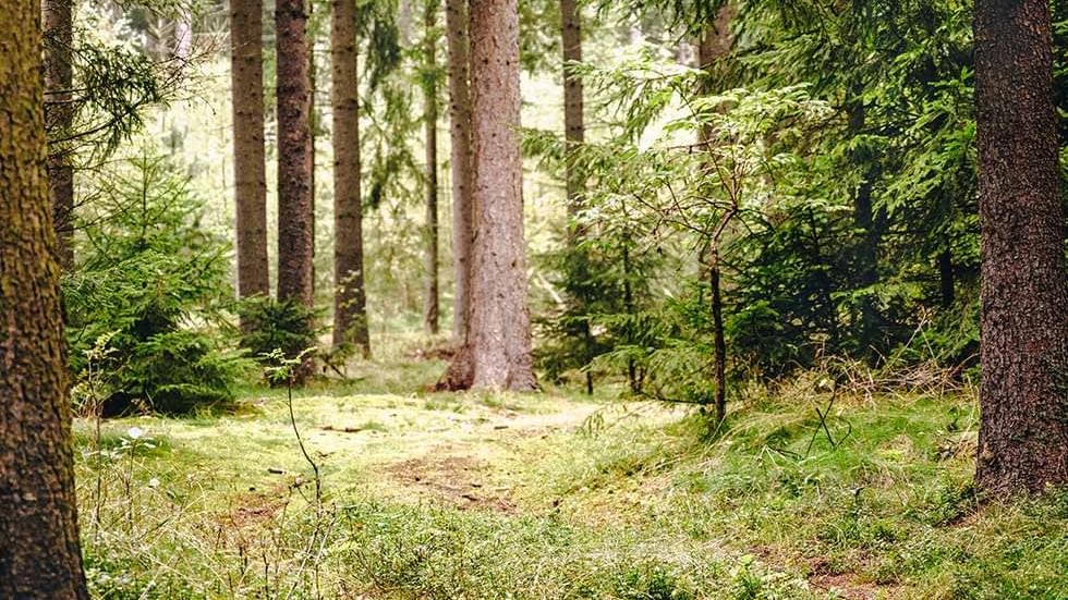 Forest path in the Moorawald forest near Falkensteiner Hotels