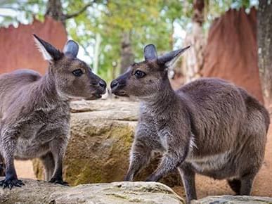 Kangaroo's in Wild Life Sydney Zoo near Nesuto Parramatta Sydney