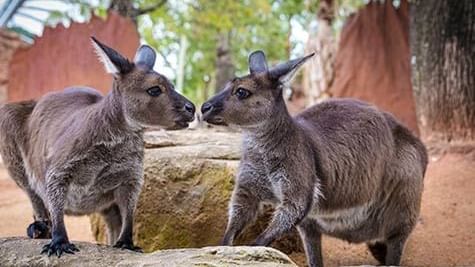 Kangaroos in Wild Life Zoo near Novotel Sydney Darling Square