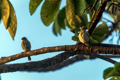 pájaro en rama