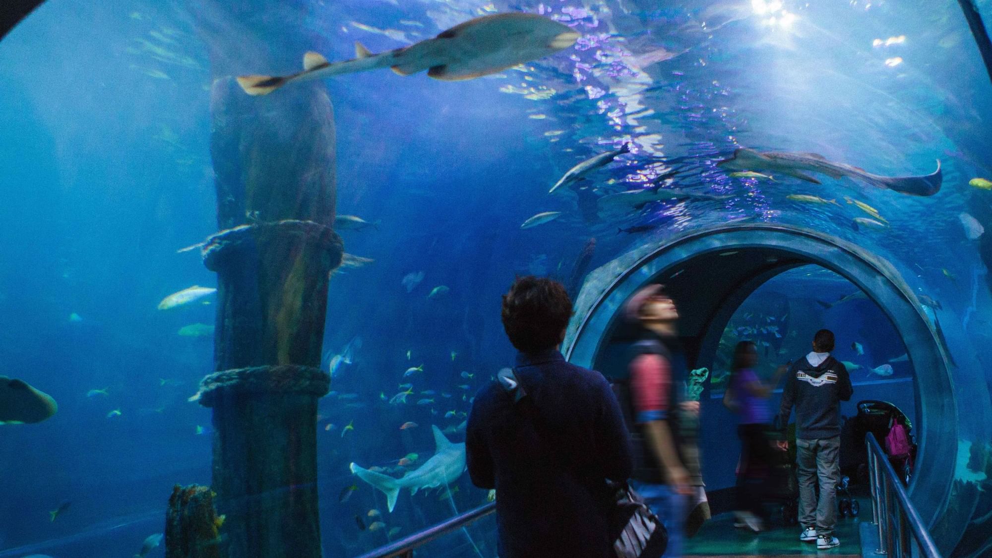 MELBOURNE AQUARIUM | Pullman Melbourne On the park | Melbourne Hotels