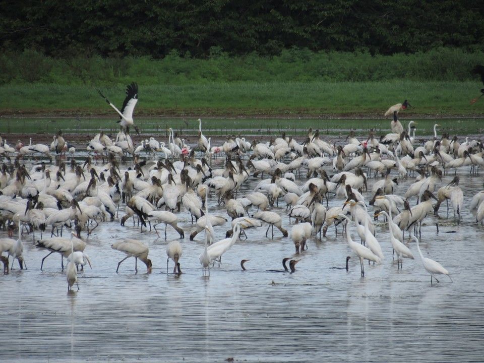 Pájaro en el agua