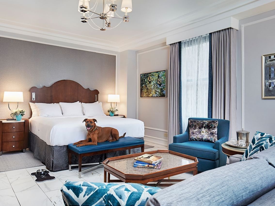 Furry Friends Package Memphis PetFriendly Hotels Peabody Memphis