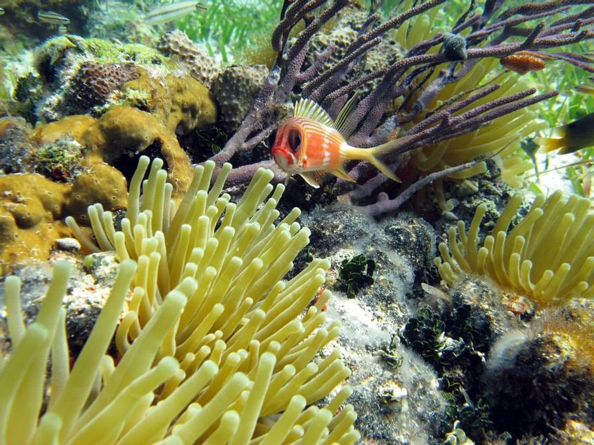 Orange fish and corals in sea near Windsong Resort On The Reef