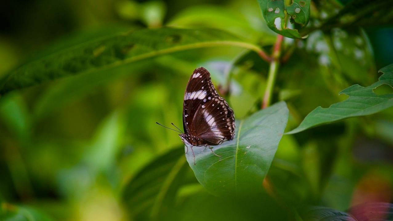 Close-up of a butterfly at the park near Sunway Hotel Pyramid