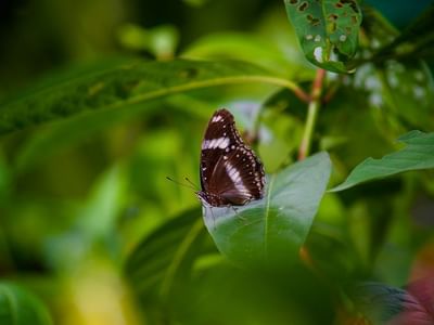 KL Butterfly Park