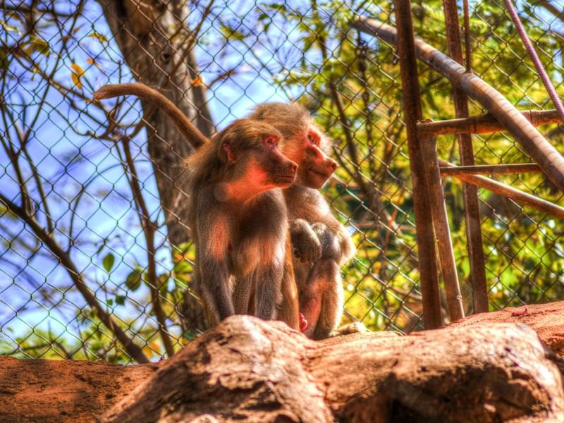 Two baboons are sitting on a rock near Fiesta Americana Mérida