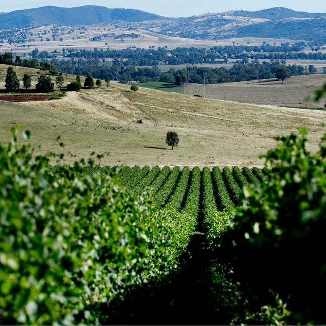 Aerial view of Eden Road Vineyards near  Pullman Sydney Hyde Park